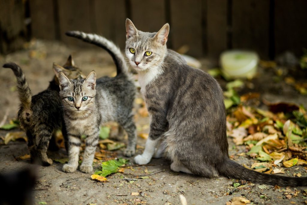 Ciri-Ciri Kucing Kampung